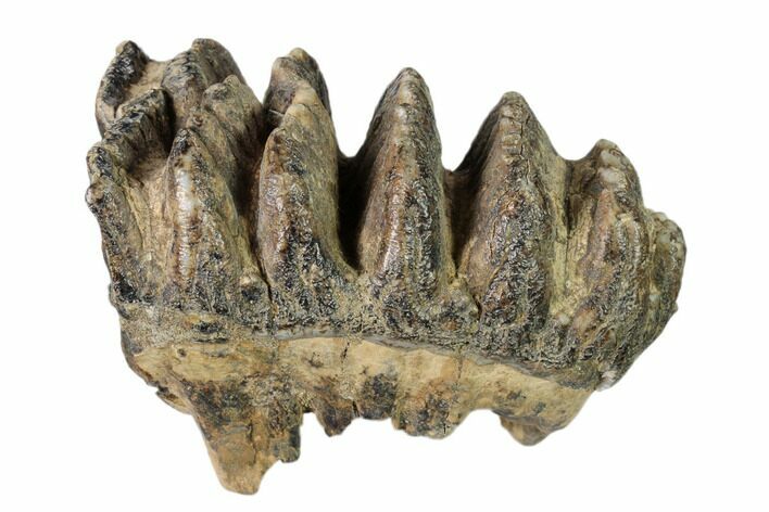 Partial, Fossil Stegodon Molar - Indonesia #148199